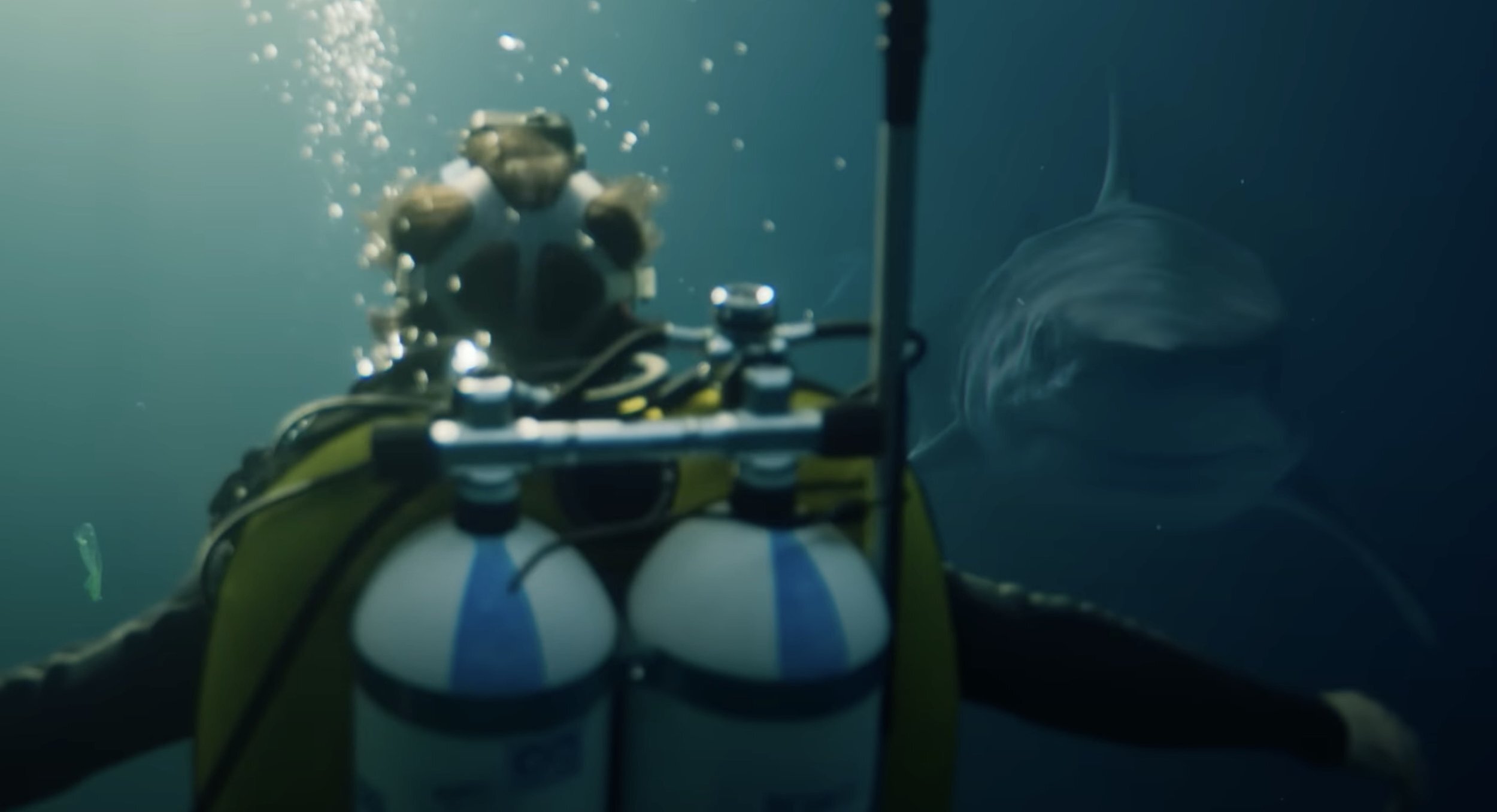 5355 reviews under paris haai duiker 2 1717425055