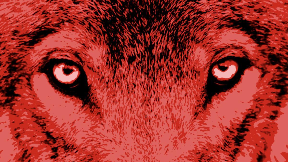 Close up van een wolf in rood licht, logo van Het Uur van de Wolf