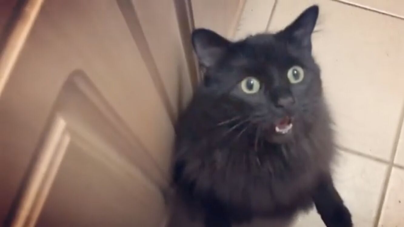 903 reviews Cat Video Fest 2020 st 2 jpg sd low 1596100700