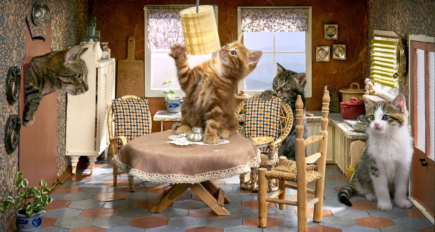 Kittens in een poppenhuis