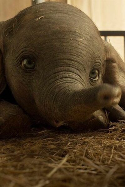 648 reviews dumbo 1553792345