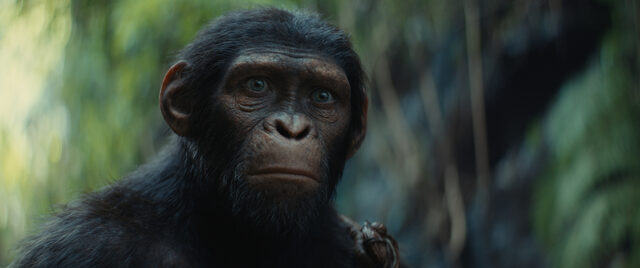10800 reviews Kingdom of the Planet of the Apes st 3 jpg sd high 2023 20th Century Studios All Rights Reserved 1715173512