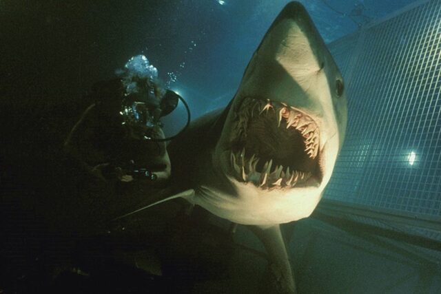 5355 reviews deep blue sea haai en duiker 1 1717408746