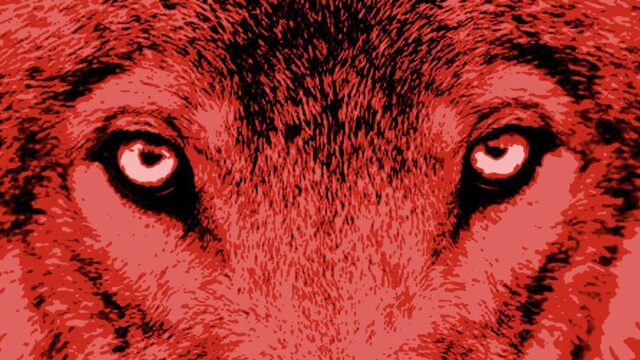 Close up van een wolf in rood licht, logo van Het Uur van de Wolf