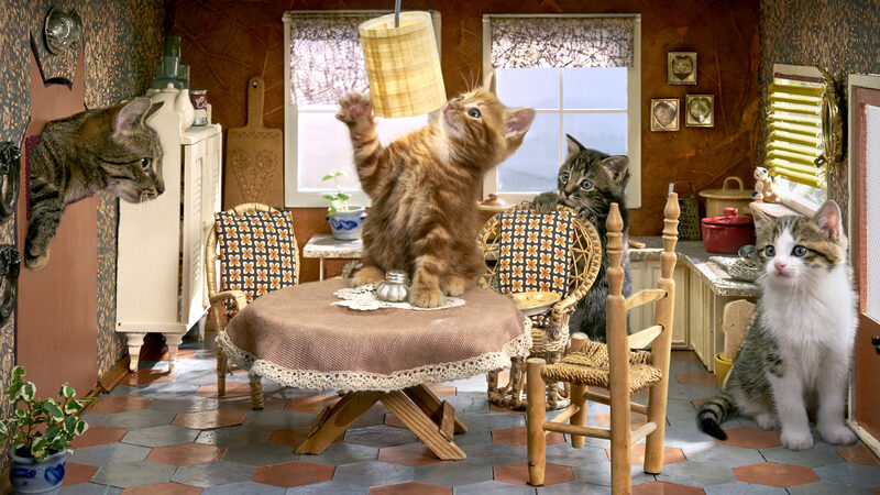 Kittens in een poppenhuis