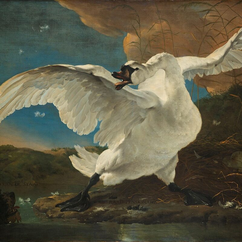 De bedreigde zwaan - Jan Asselijn (ca. 1650), Rijksmuseum