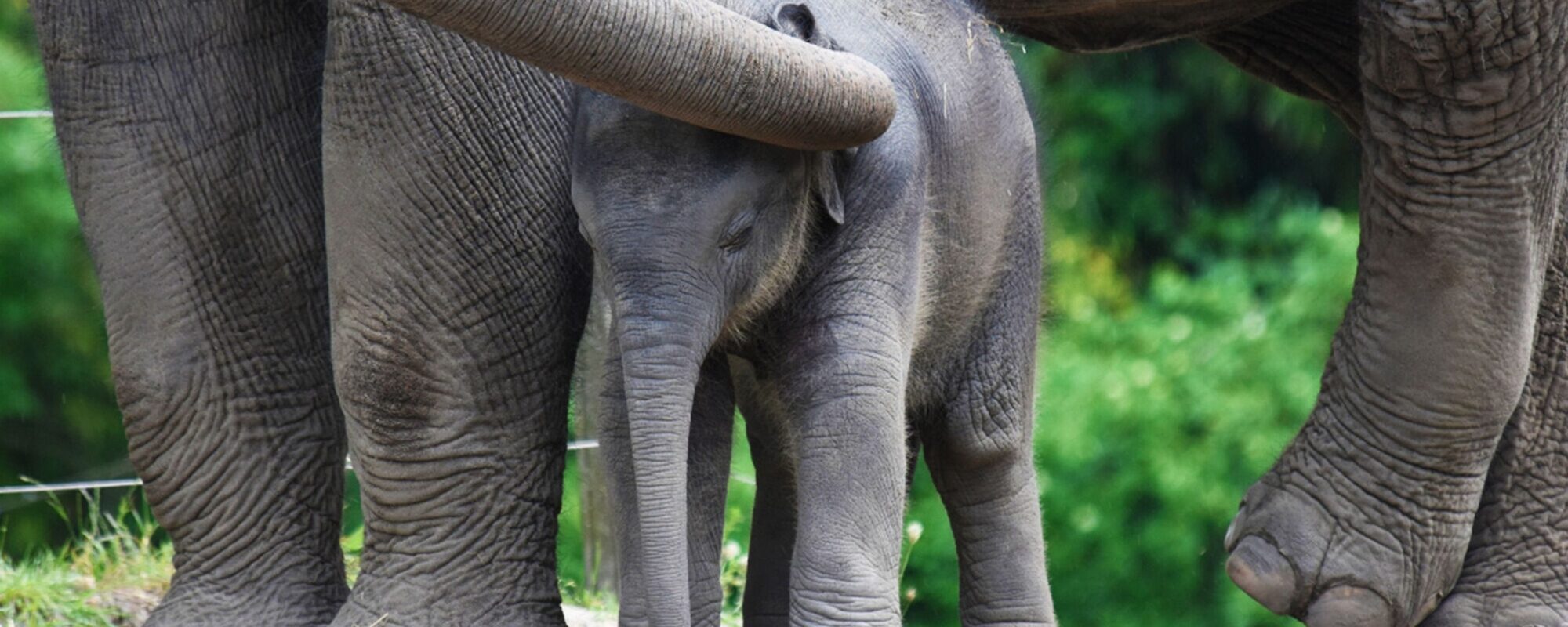 Baby-olifant tussen de poten van de olifantenmoeder
