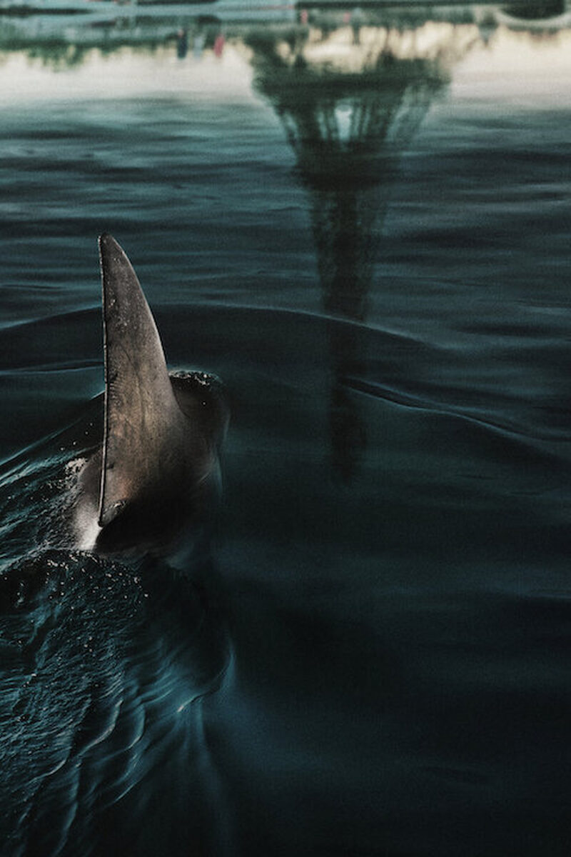 5355 reviews under paris haai parijs 1 1717407738