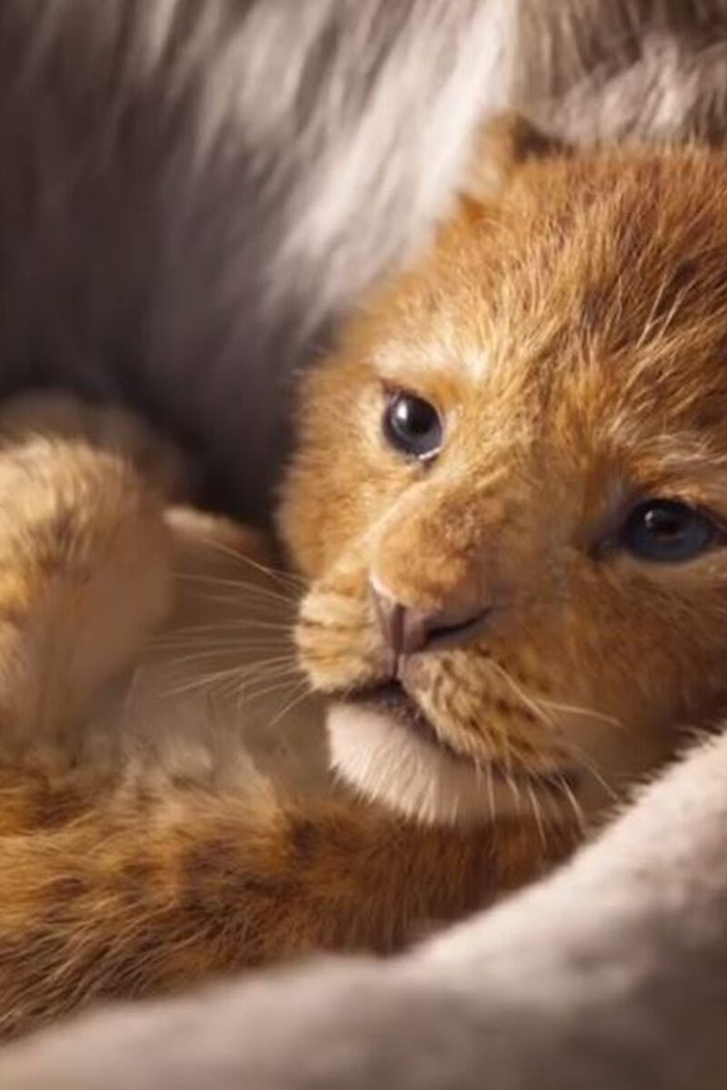 582 reviews Lion King 1 1542971299