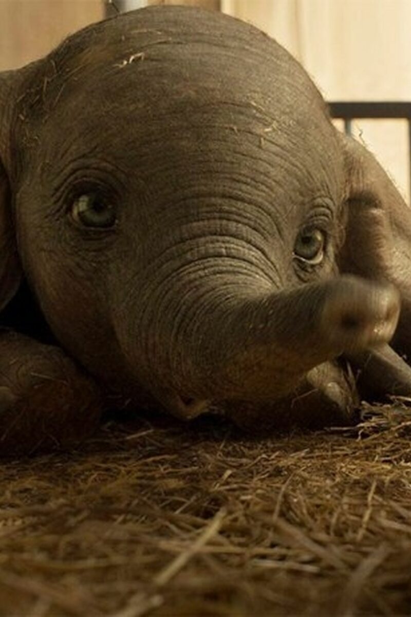 648 reviews dumbo 1553792345