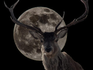 De nacht header top400